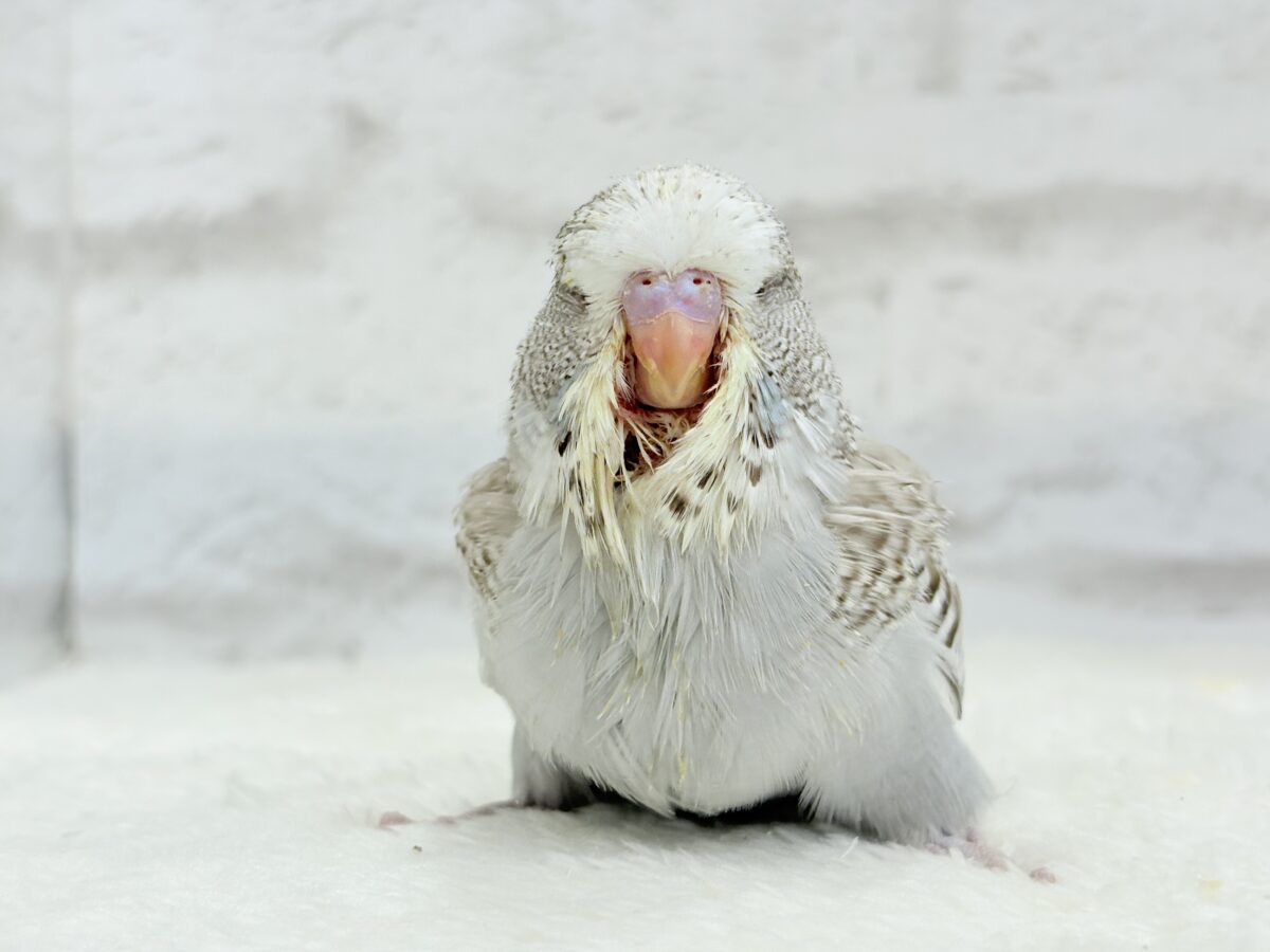 【最新画像更新🪄】久々!どすこいっ🐣★ジャンボセキセイインコ(シナモンオパーリン) ヒナ ジャンボセキセイインコ