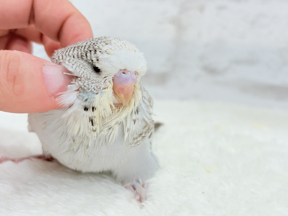 【最新画像更新🪄】久々!どすこいっ🐣★ジャンボセキセイインコ(シナモンオパーリン) ヒナ ジャンボセキセイインコ