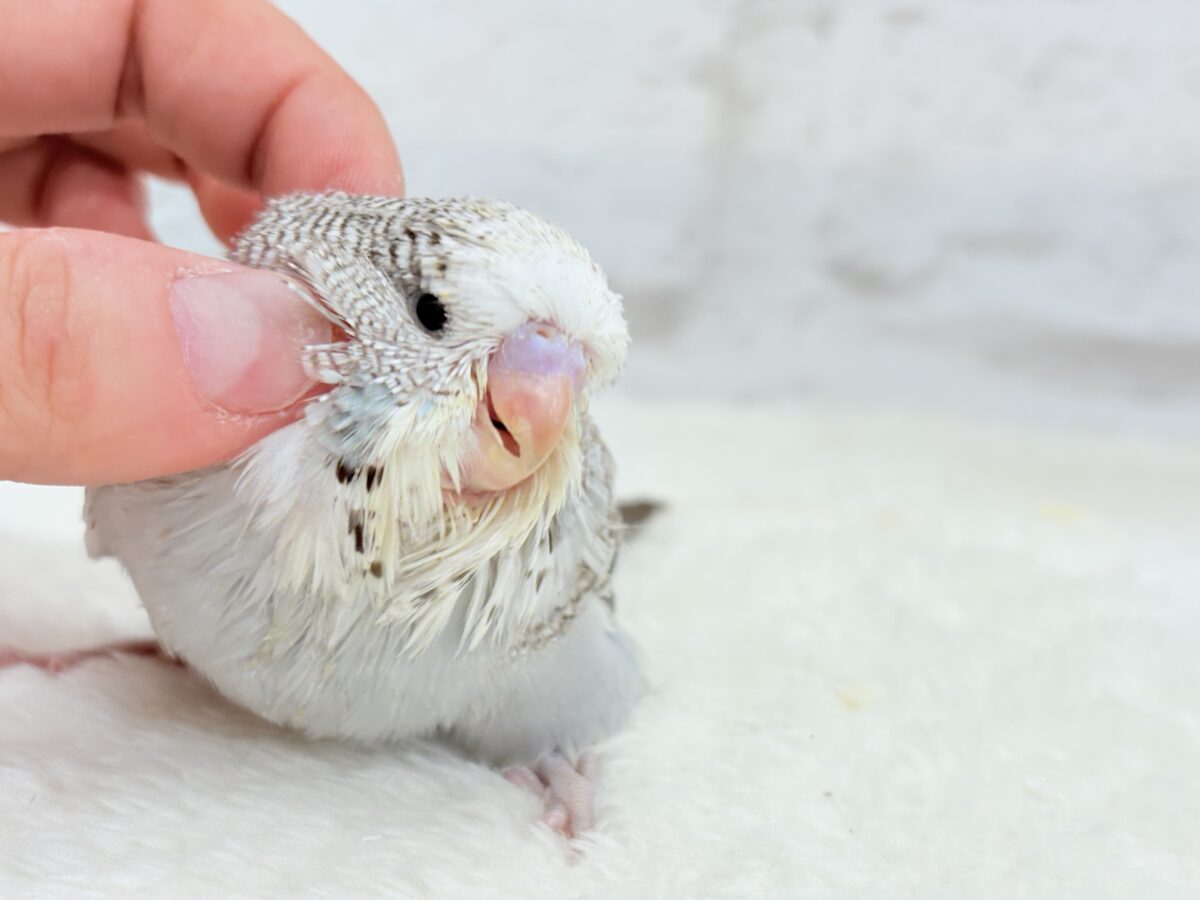 【最新画像更新🪄】久々!どすこいっ🐣★ジャンボセキセイインコ(シナモンオパーリン) ヒナ ジャンボセキセイインコ