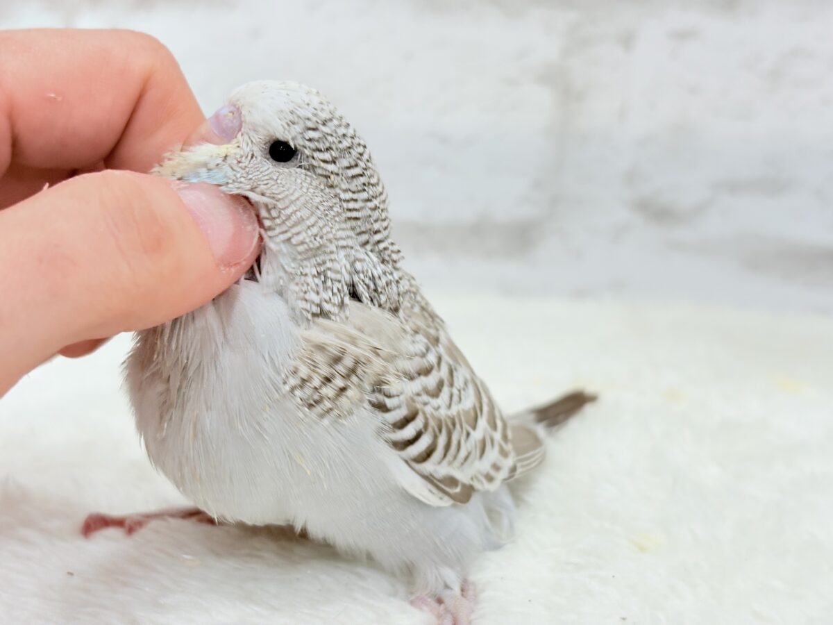 ジャンボセキセイインコ