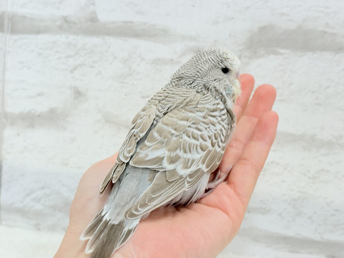 【最新画像更新🪄】久々!どすこいっ🐣★ジャンボセキセイインコ(シナモンオパーリン) ヒナ ジャンボセキセイインコ