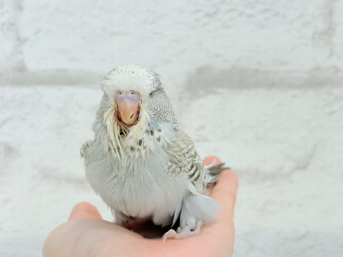 ジャンボセキセイインコ