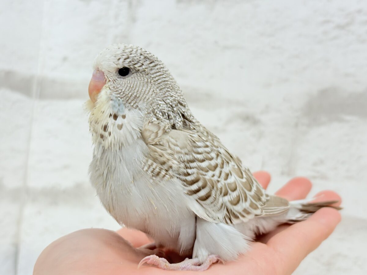 ジャンボセキセイインコ