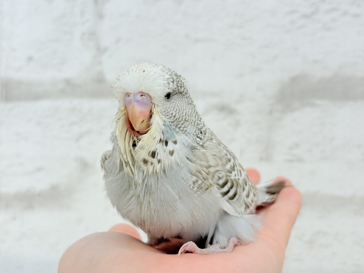 【最新画像更新🪄】久々!どすこいっ🐣★ジャンボセキセイインコ(シナモンオパーリン) ヒナ ジャンボセキセイインコ