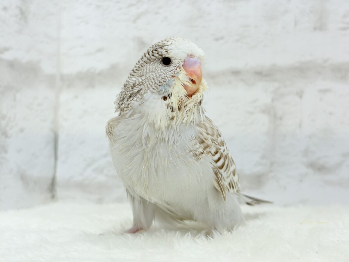 【最新画像更新🪄】久々!どすこいっ🐣★ジャンボセキセイインコ(シナモンオパーリン) ヒナ ジャンボセキセイインコ