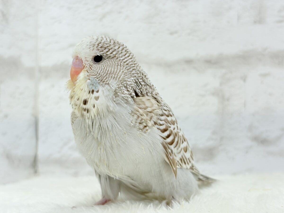 【最新画像更新🪄】久々!どすこいっ🐣★ジャンボセキセイインコ(シナモンオパーリン) ヒナ ジャンボセキセイインコ
