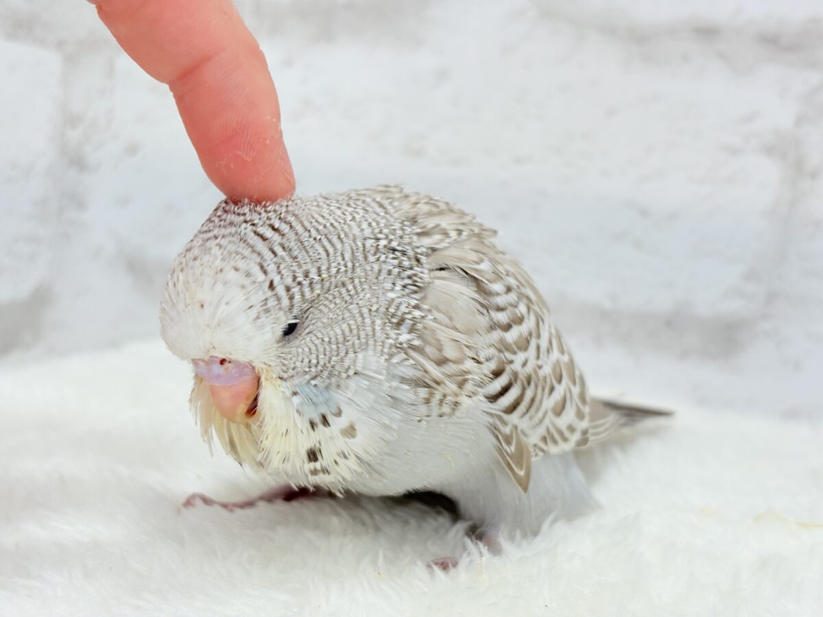ジャンボセキセイインコ