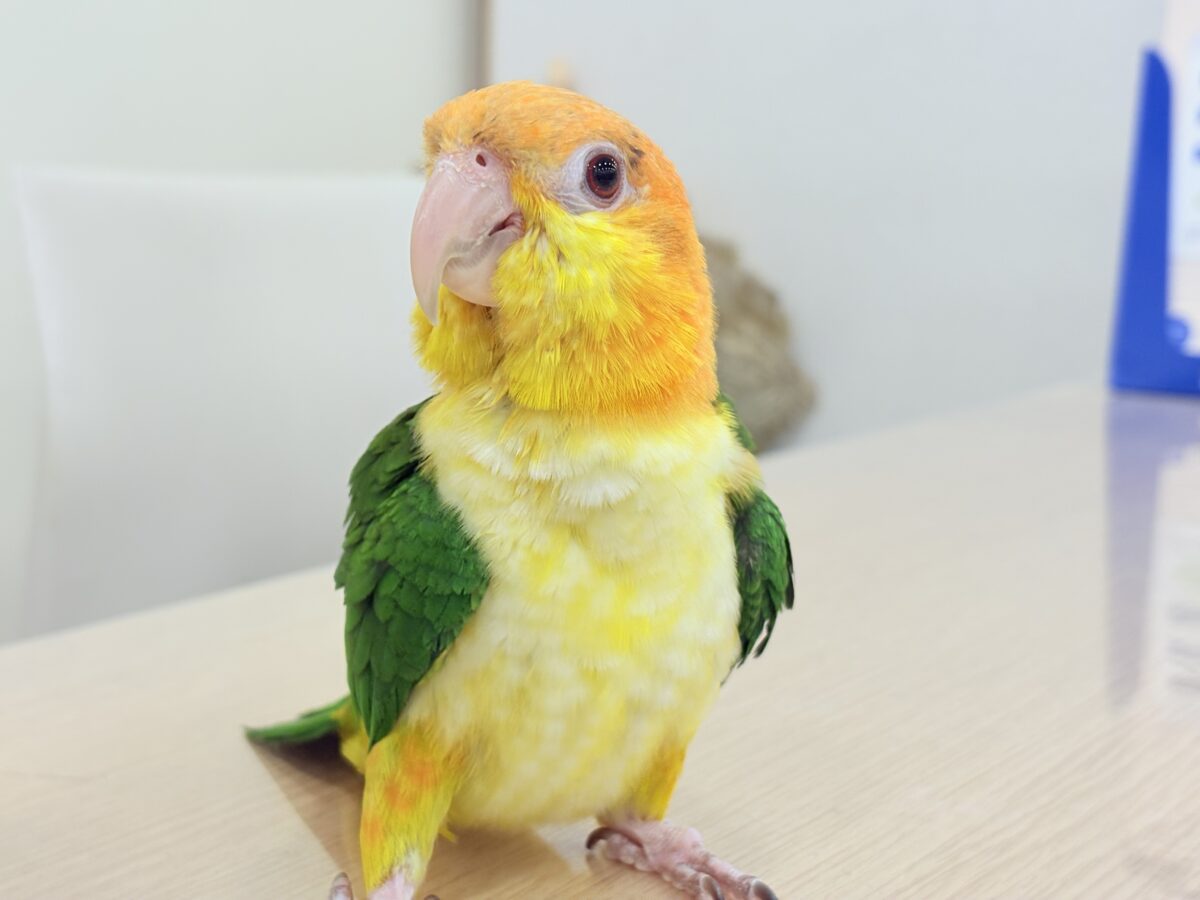 シロハラインコ