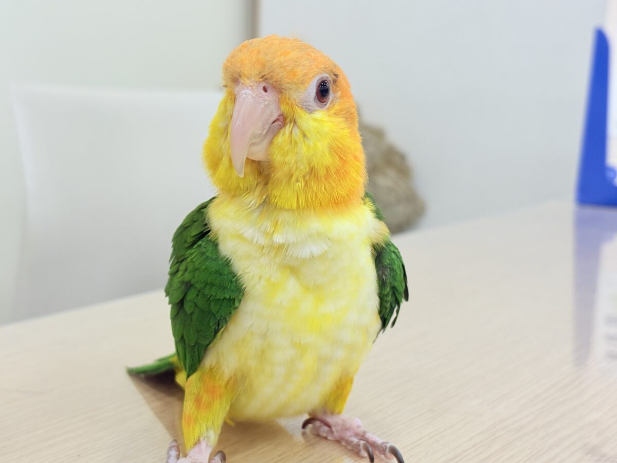 【最新画像更新🪄】元気いっぱいやんちゃっ子🐥🍊🧡シロハラインコ(女の子) ヒナ シロハラインコ