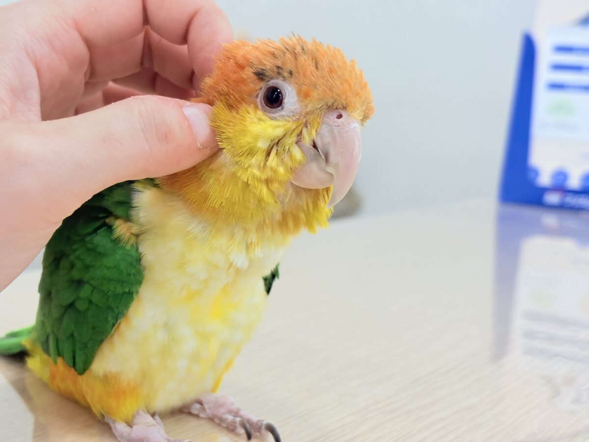 【最新画像更新🪄】元気いっぱいやんちゃっ子🐥🍊🧡シロハラインコ(女の子) ヒナ シロハラインコ