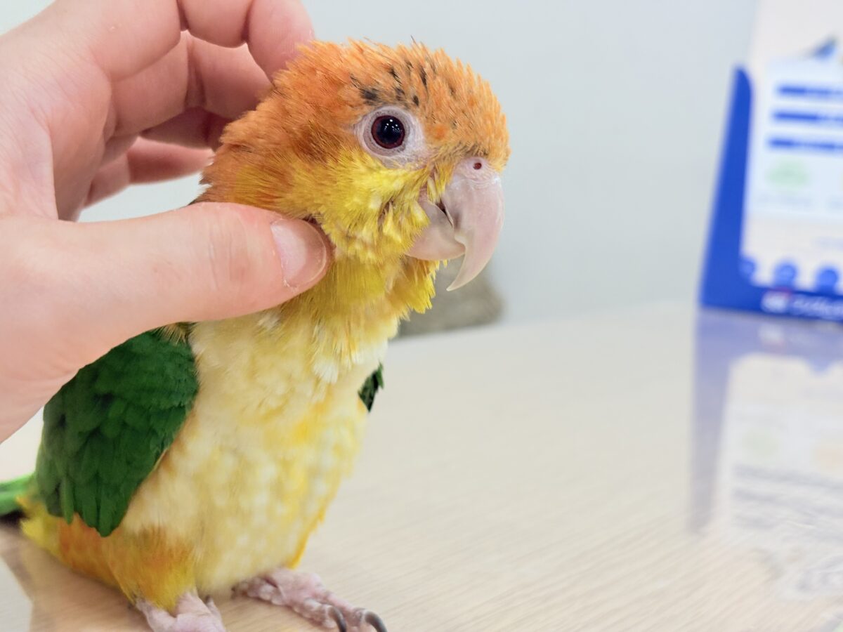 【最新画像更新🪄】元気いっぱいやんちゃっ子🐥🍊🧡シロハラインコ(女の子) ヒナ シロハラインコ