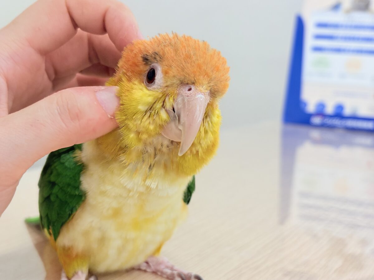 シロハラインコ