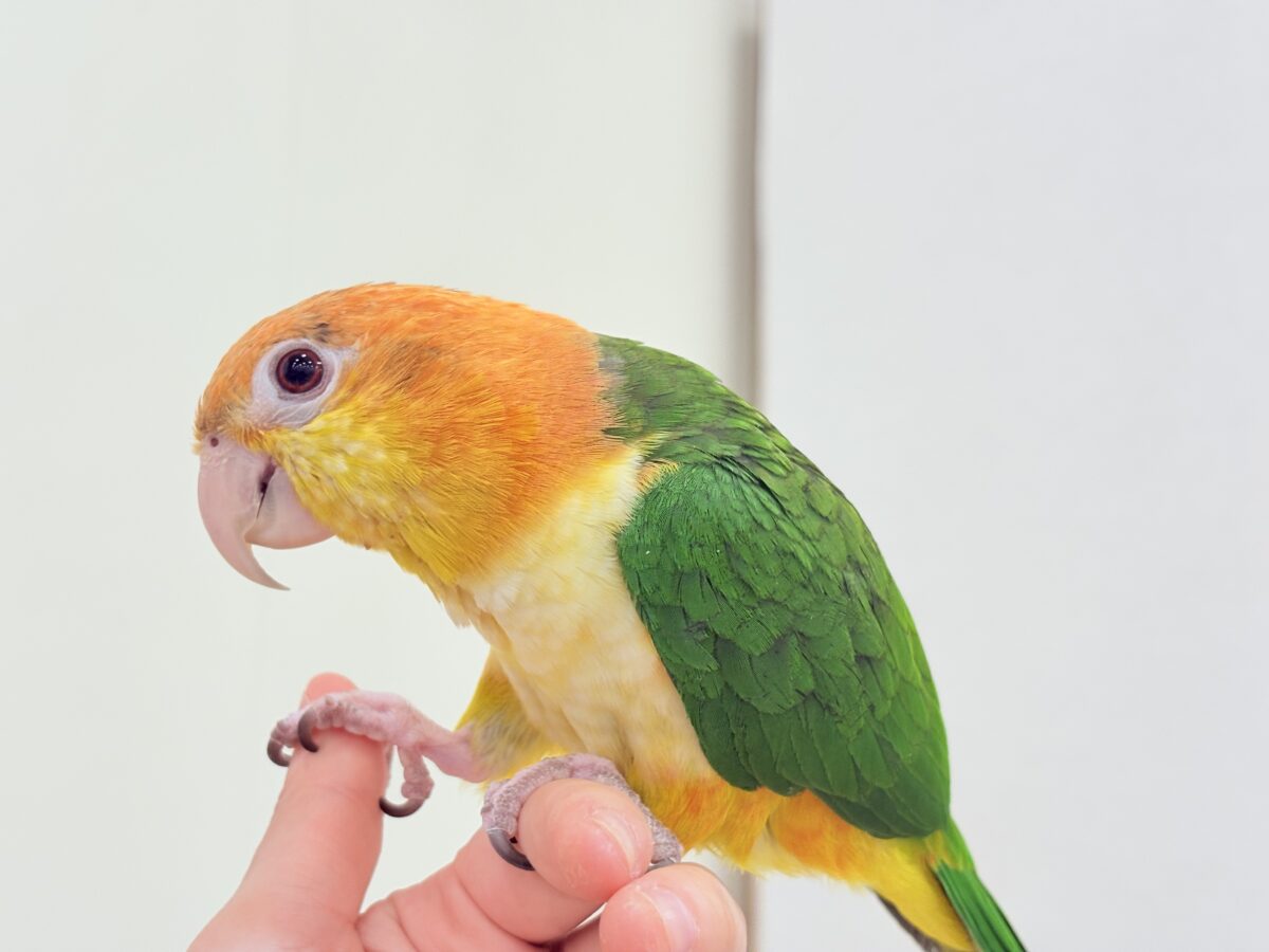 【最新画像更新🪄】元気いっぱいやんちゃっ子🐥🍊🧡シロハラインコ(女の子) ヒナ シロハラインコ