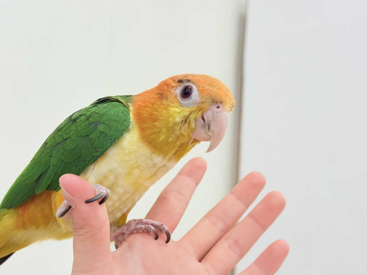 【最新画像更新🪄】元気いっぱいやんちゃっ子🐥🍊🧡シロハラインコ(女の子) ヒナ シロハラインコ
