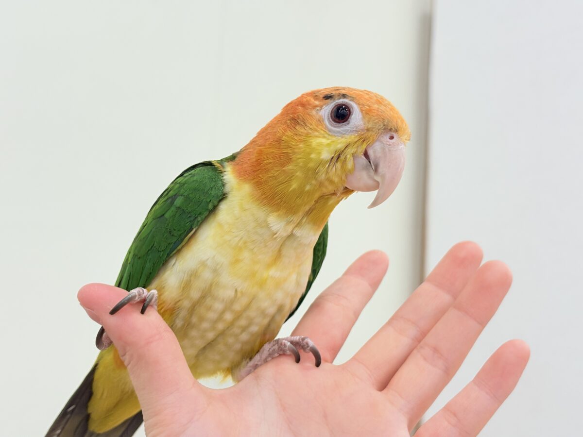 【最新画像更新🪄】元気いっぱいやんちゃっ子🐥🍊🧡シロハラインコ(女の子) ヒナ シロハラインコ