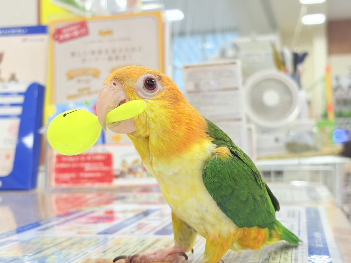 シロハラインコ