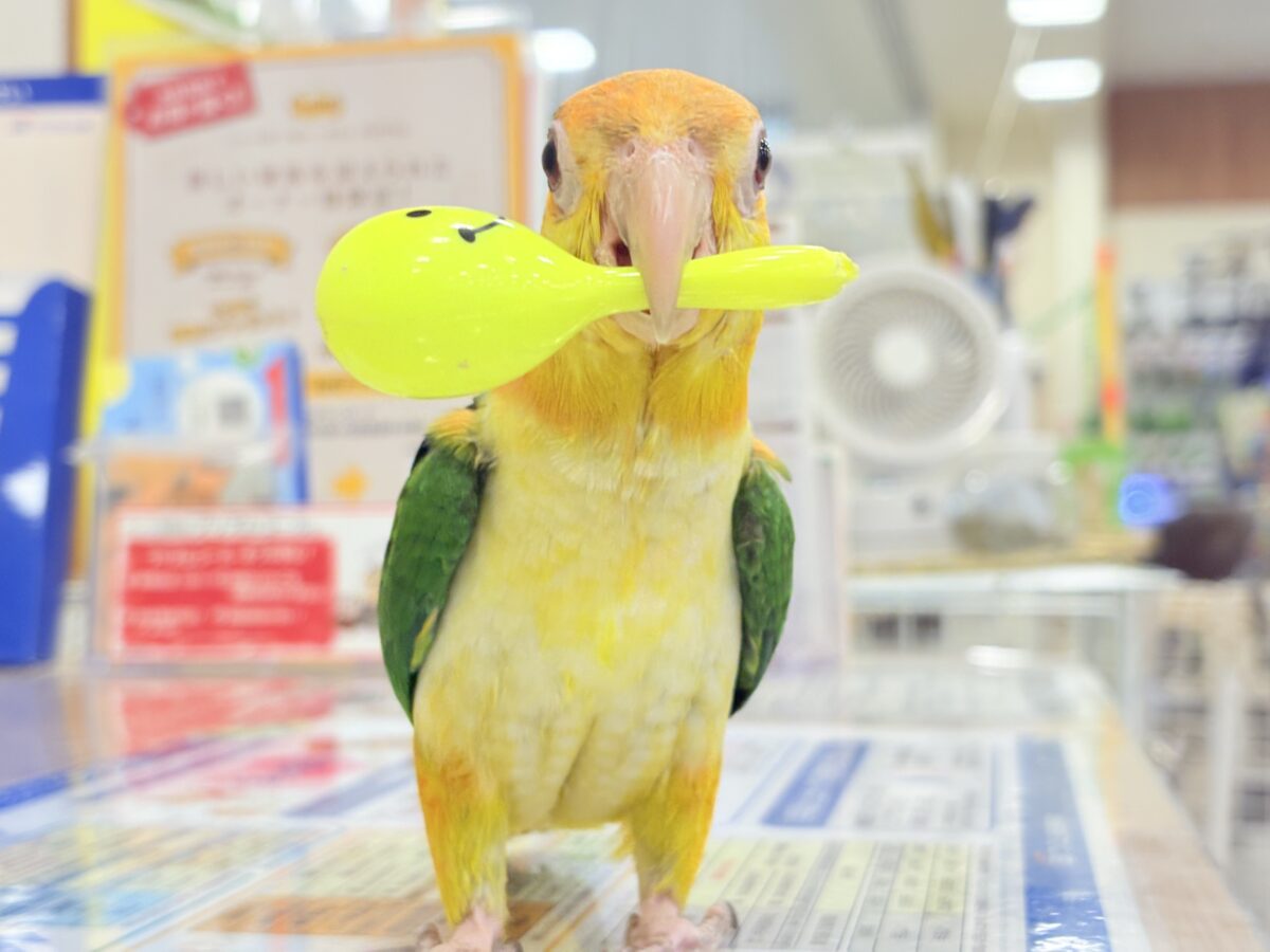 シロハラインコ