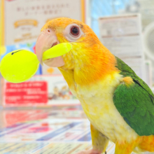 【最新画像更新🪄】元気いっぱいやんちゃっ子🐥🍊🧡シロハラインコ(女の子) ヒナ