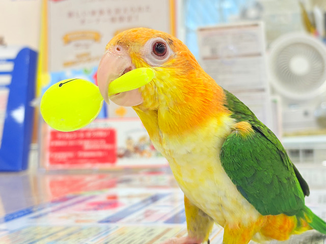 【最新画像更新🪄】元気いっぱいやんちゃっ子🐥🍊🧡シロハラインコ(女の子) ヒナ