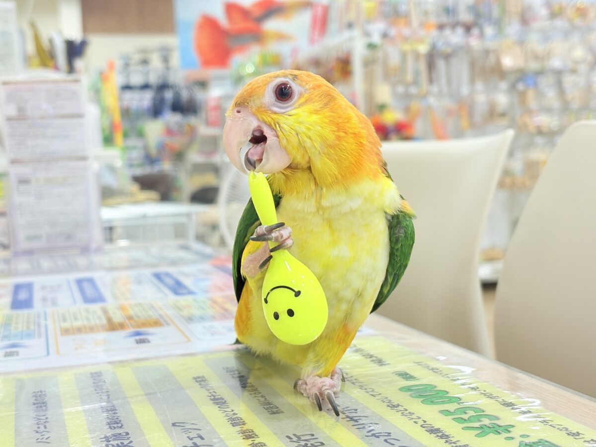 【最新画像更新🪄】元気いっぱいやんちゃっ子🐥🍊🧡シロハラインコ(女の子) ヒナ シロハラインコ