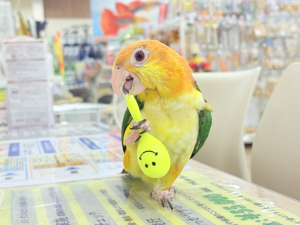シロハラインコ