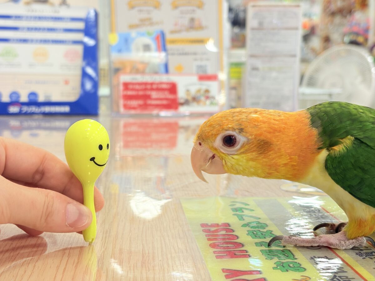 【最新画像更新🪄】元気いっぱいやんちゃっ子🐥🍊🧡シロハラインコ(女の子) ヒナ シロハラインコ