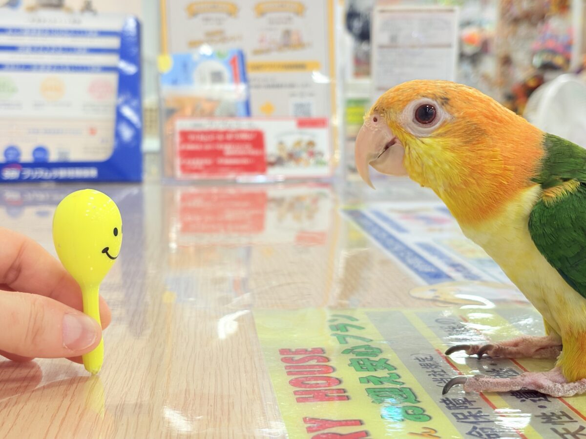 【最新画像更新🪄】元気いっぱいやんちゃっ子🐥🍊🧡シロハラインコ(女の子) ヒナ シロハラインコ