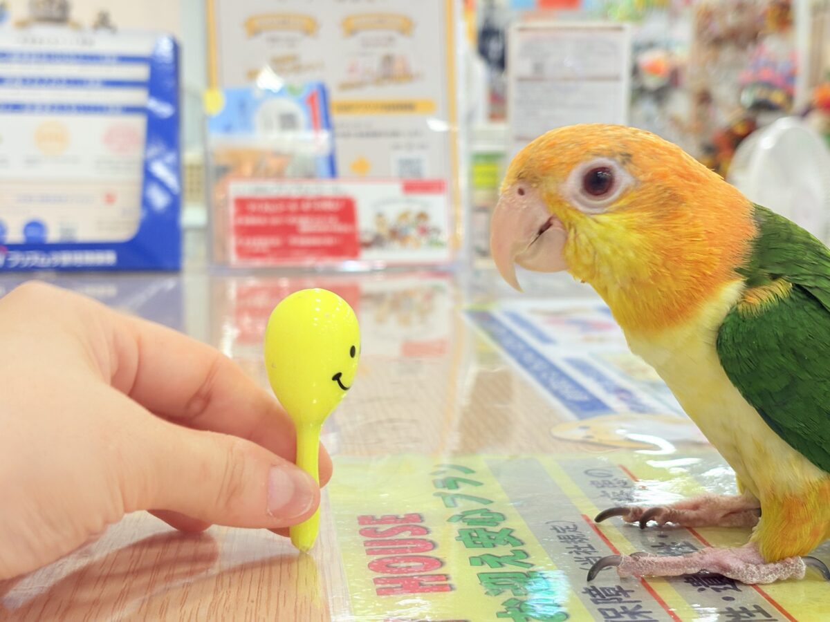 【最新画像更新🪄】元気いっぱいやんちゃっ子🐥🍊🧡シロハラインコ(女の子) ヒナ シロハラインコ
