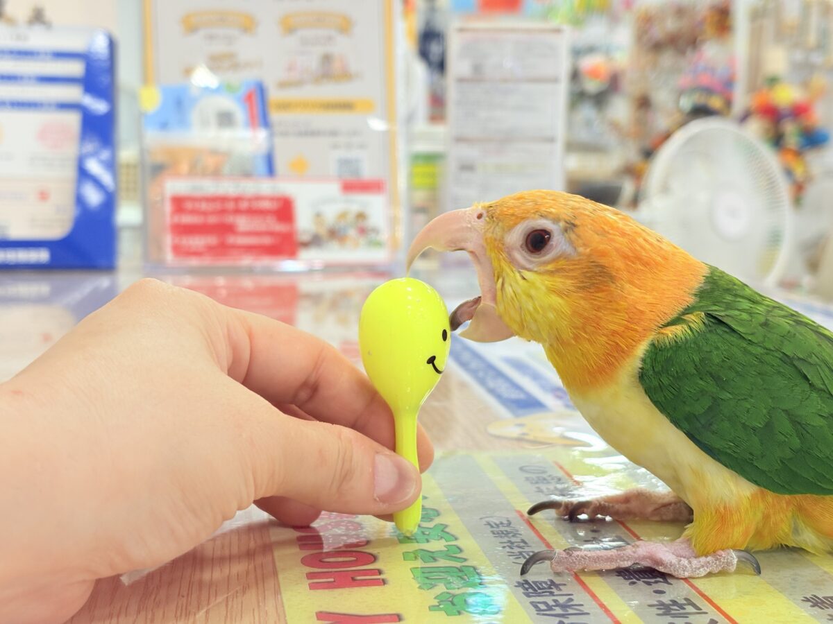 【最新画像更新🪄】元気いっぱいやんちゃっ子🐥🍊🧡シロハラインコ(女の子) ヒナ シロハラインコ