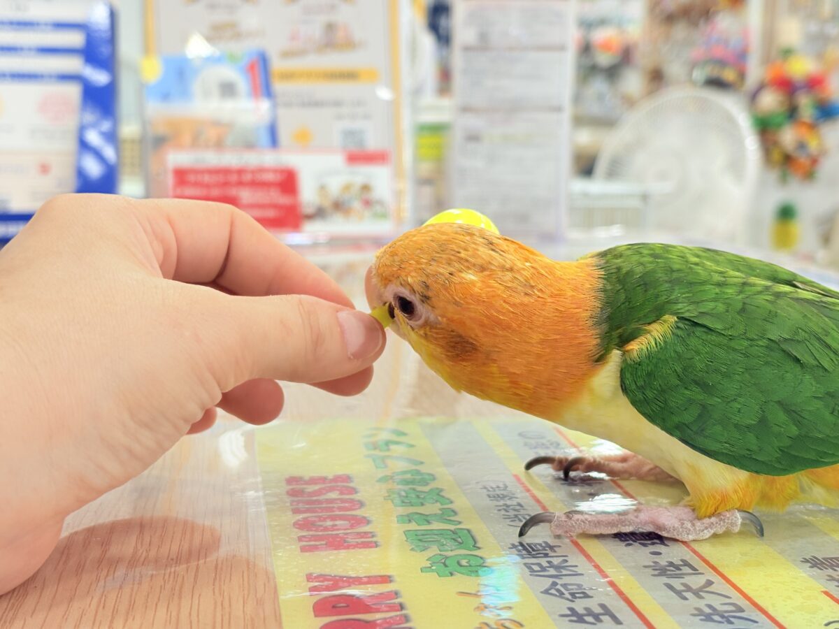 【最新画像更新🪄】元気いっぱいやんちゃっ子🐥🍊🧡シロハラインコ(女の子) ヒナ シロハラインコ