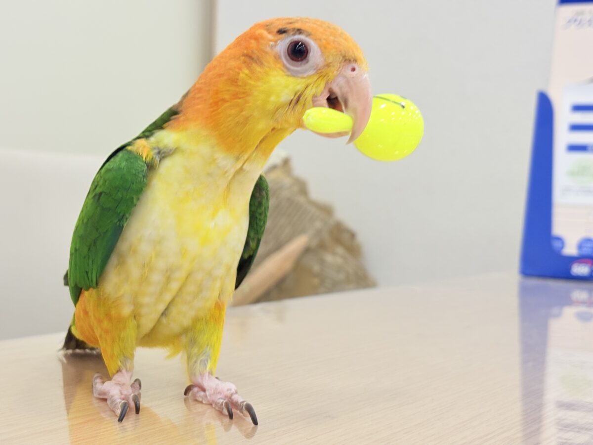 シロハラインコ