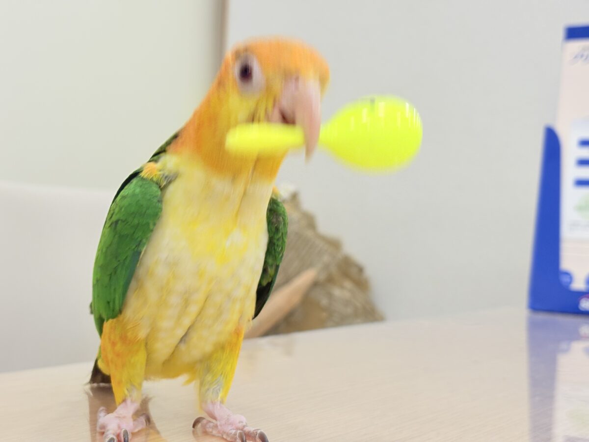 シロハラインコ