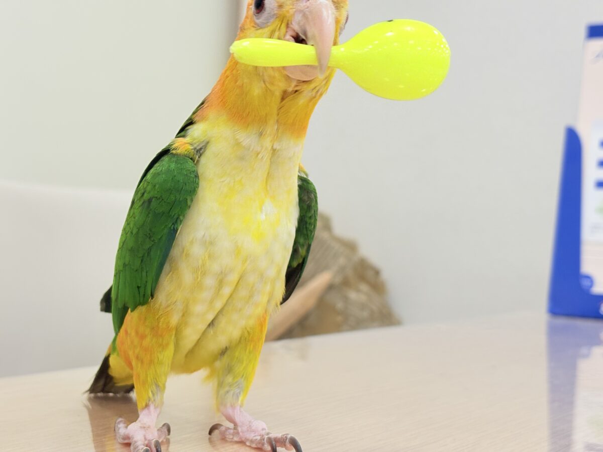 シロハラインコ