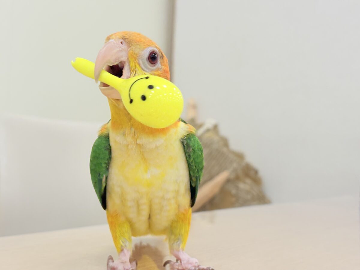 【最新画像更新🪄】元気いっぱいやんちゃっ子🐥🍊🧡シロハラインコ(女の子) ヒナ シロハラインコ