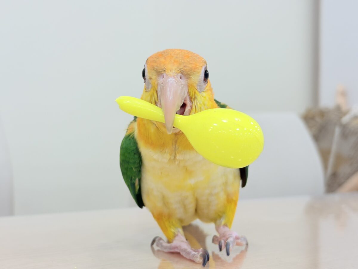 シロハラインコ