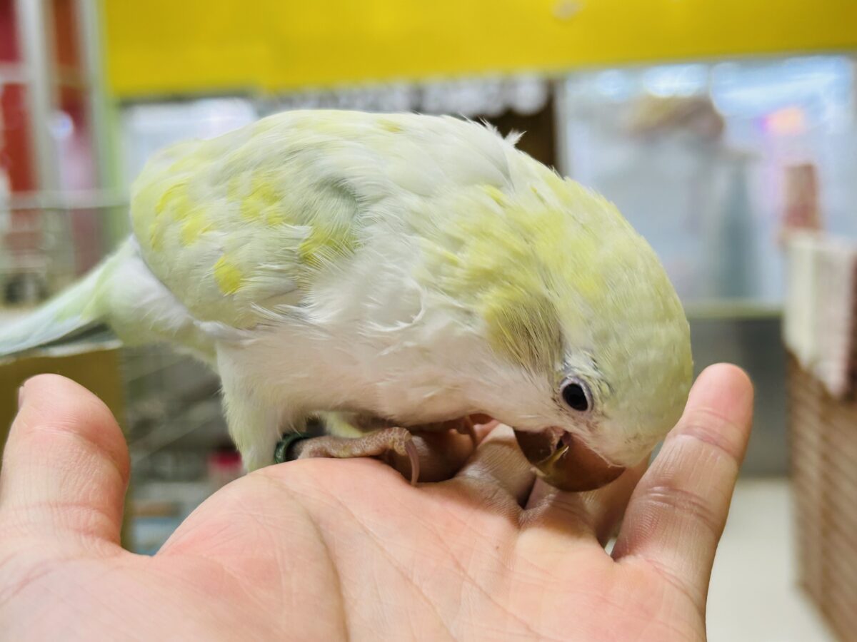 【☆最新画像更新☆】エメラルドグリーンカラー💚💚とっても美しいオキナインコさんがやってきました~🌟🌟 オキナインコ