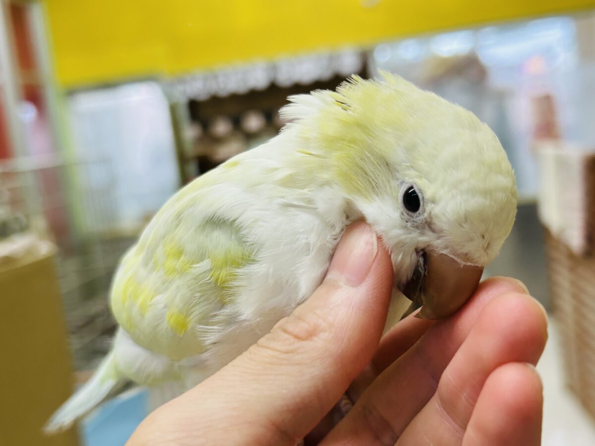 【☆最新画像更新☆】エメラルドグリーンカラー💚💚とっても美しいオキナインコさんがやってきました~🌟🌟 オキナインコ