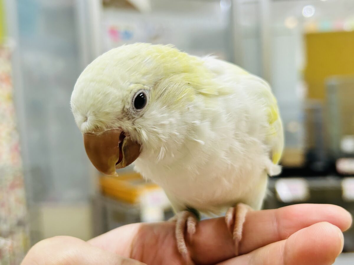 【☆最新画像更新☆】エメラルドグリーンカラー💚💚とっても美しいオキナインコさんがやってきました~🌟🌟 オキナインコ