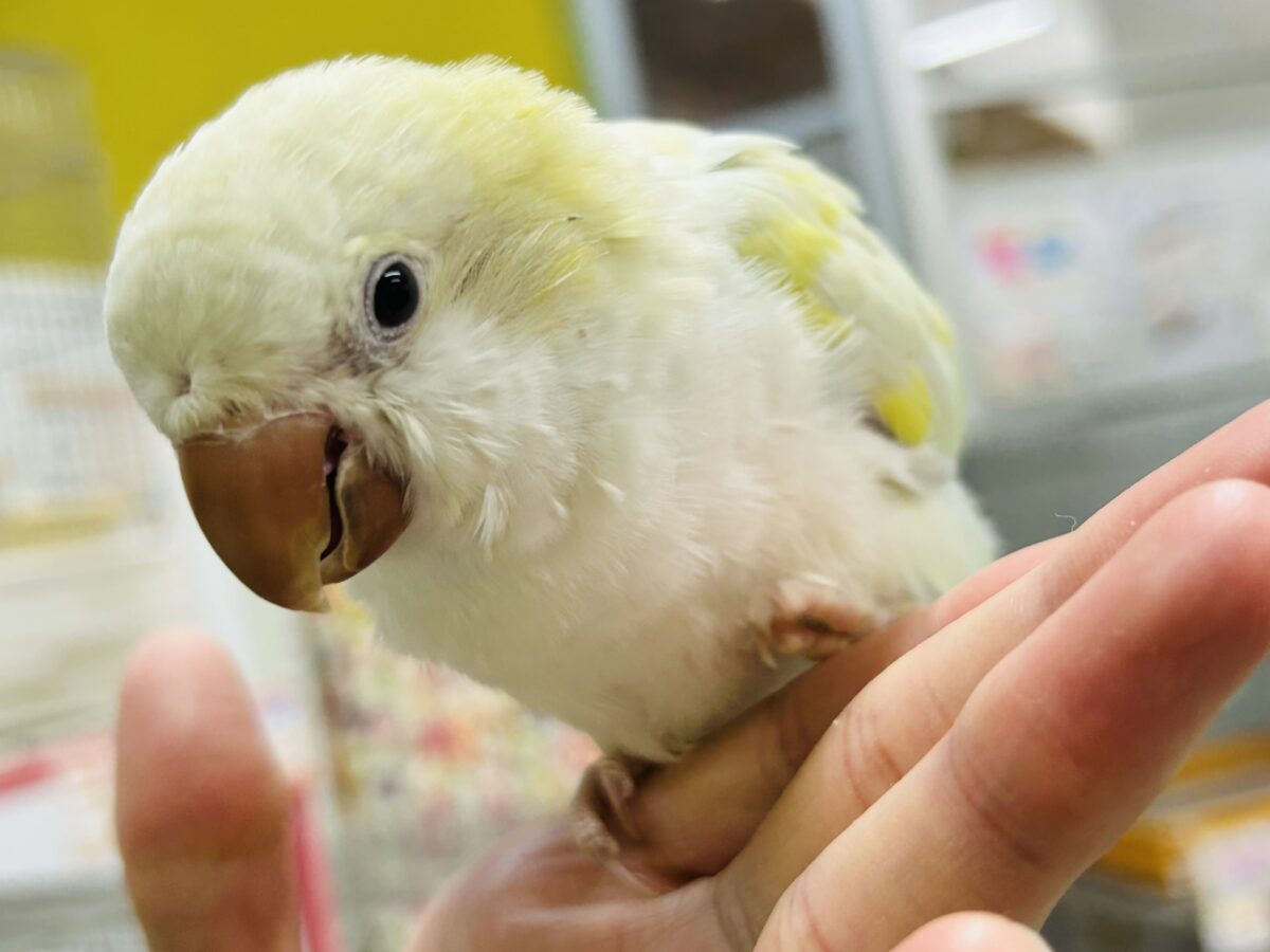 【☆最新画像更新☆】エメラルドグリーンカラー💚💚とっても美しいオキナインコさんがやってきました~🌟🌟 オキナインコ