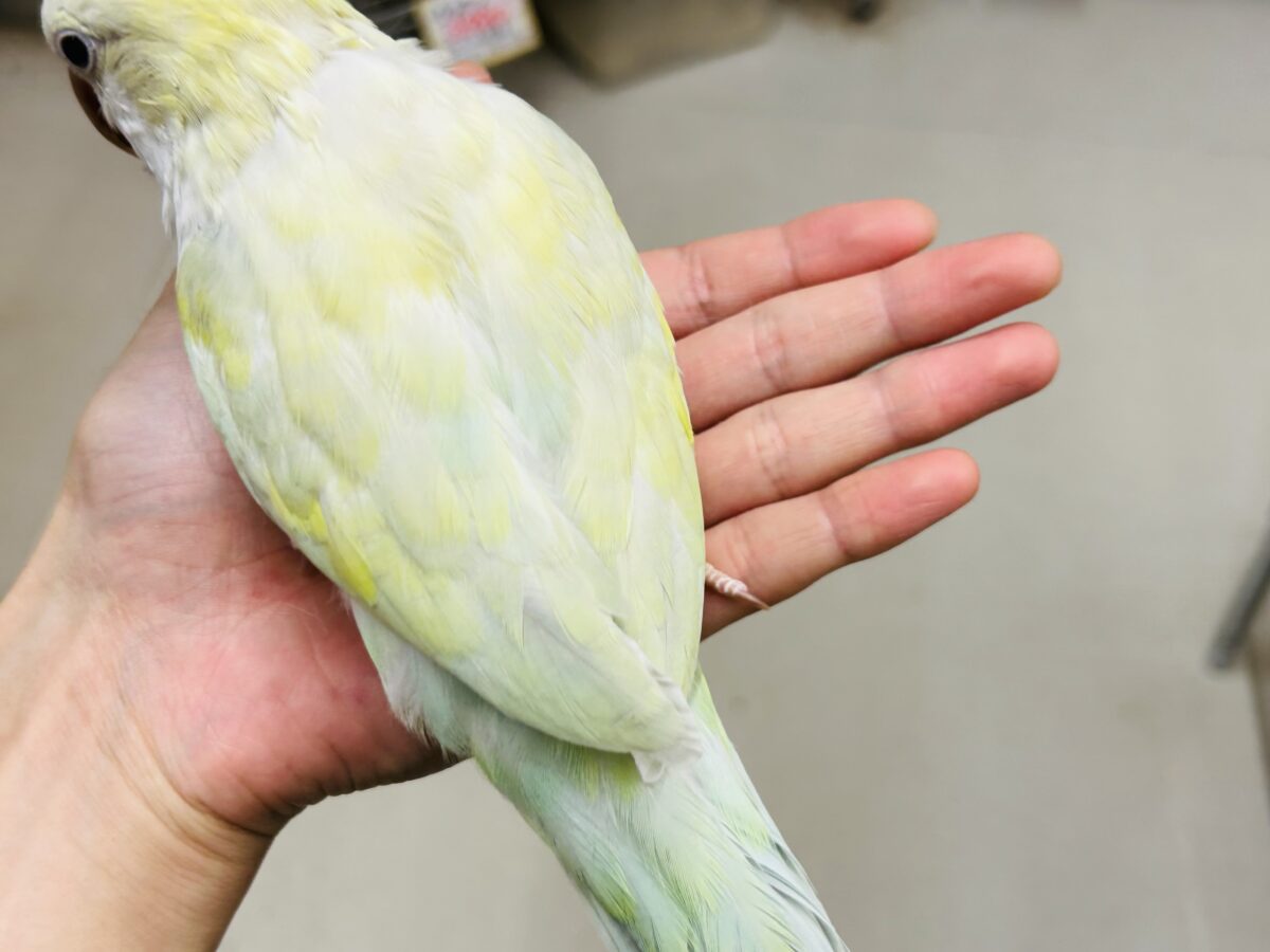【☆最新画像更新☆】エメラルドグリーンカラー💚💚とっても美しいオキナインコさんがやってきました~🌟🌟 オキナインコ