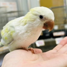 【☆最新画像更新☆】エメラルドグリーンカラー💚💚とっても美しいオキナインコさんがやってきました～🌟🌟