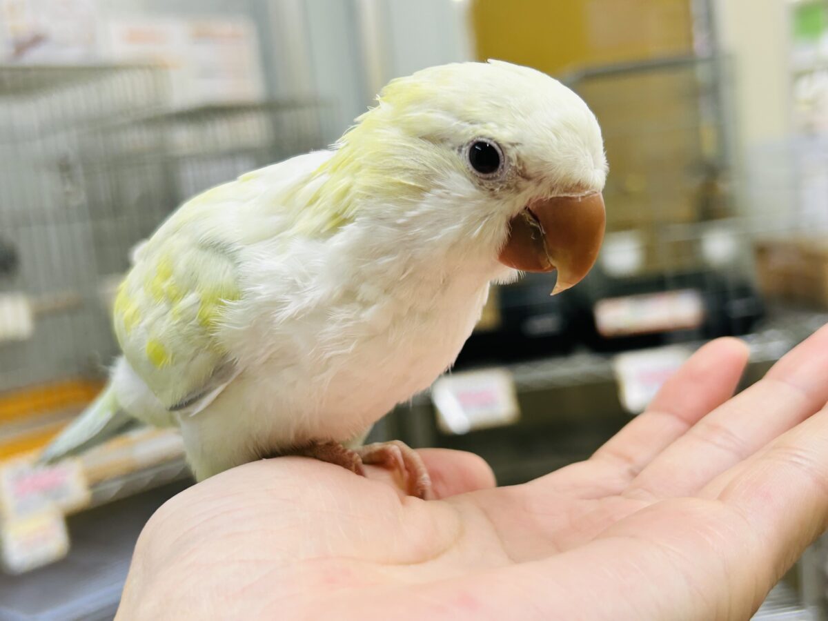【☆最新画像更新☆】エメラルドグリーンカラー💚💚とっても美しいオキナインコさんがやってきました~🌟🌟 オキナインコ