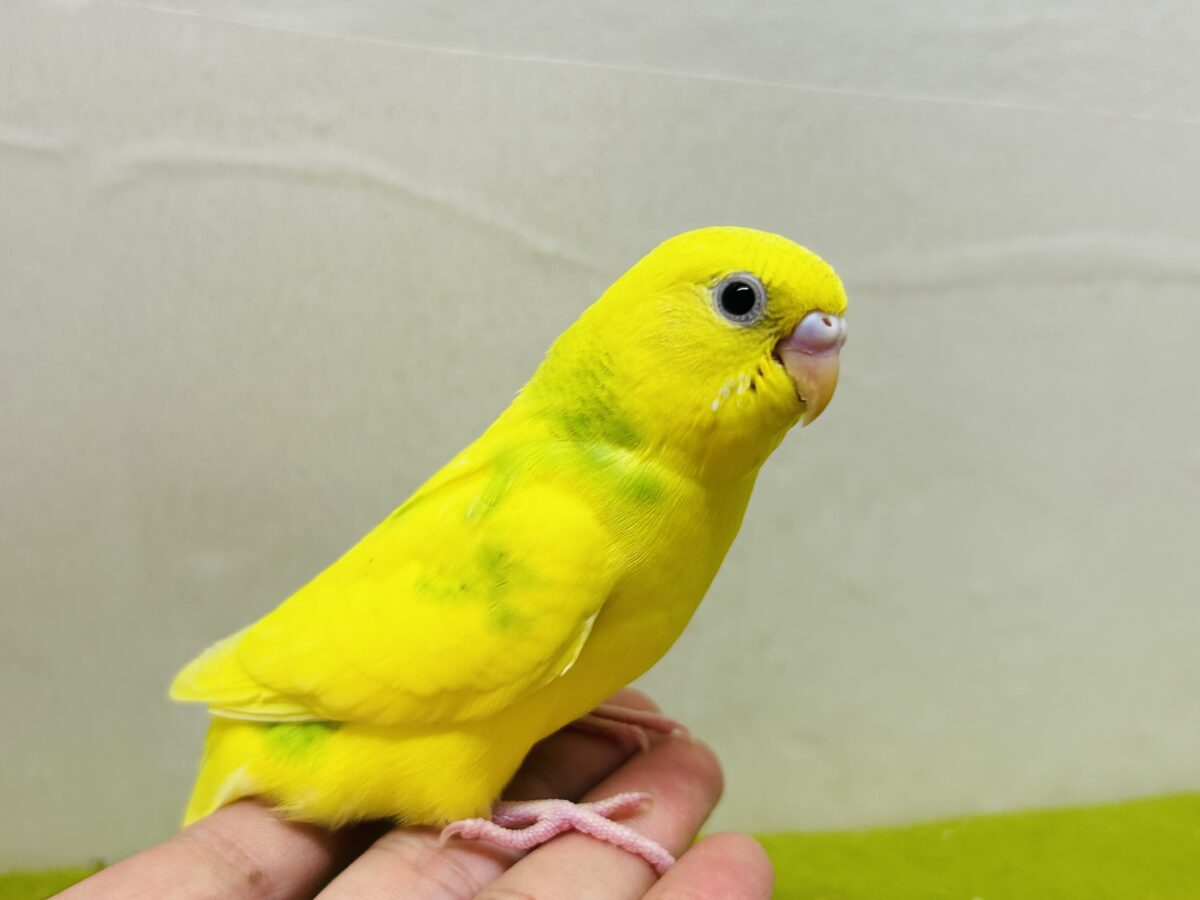 スパングルパイドカラーのセキセイちゃんがやってきましたー(*’▽’)💚💚💚 セキセイインコ セキセイインコ