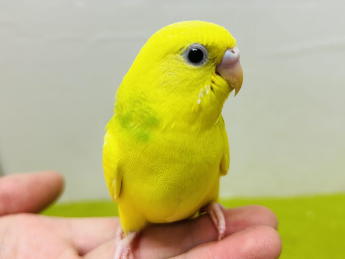 スパングルパイドカラーのセキセイちゃんがやってきましたー(*’▽’)💚💚💚 セキセイインコ セキセイインコ