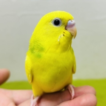 スパングルパイドカラーのセキセイちゃんがやってきましたー(*’▽’)💚💚💚　セキセイインコ