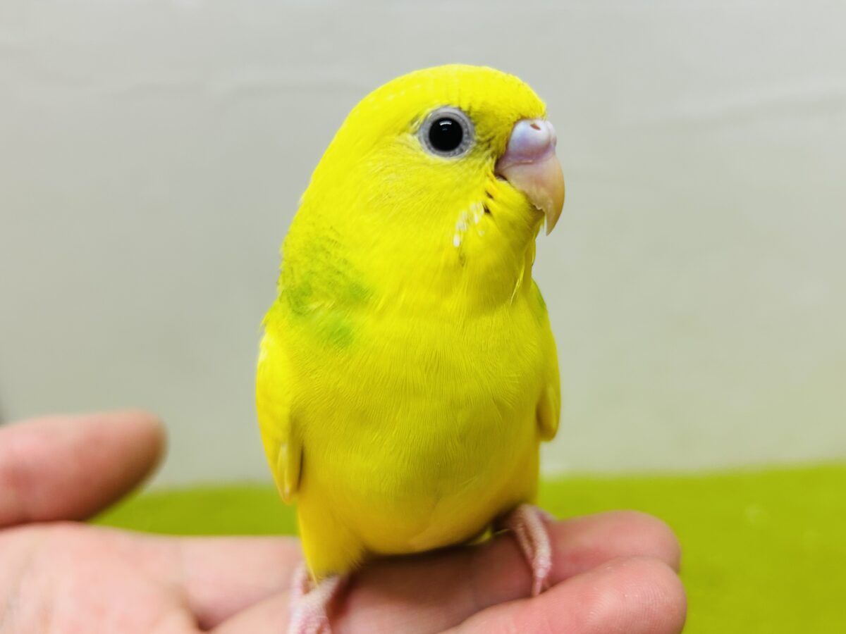 スパングルパイドカラーのセキセイちゃんがやってきましたー(*’▽’)💚💚💚 セキセイインコ セキセイインコ
