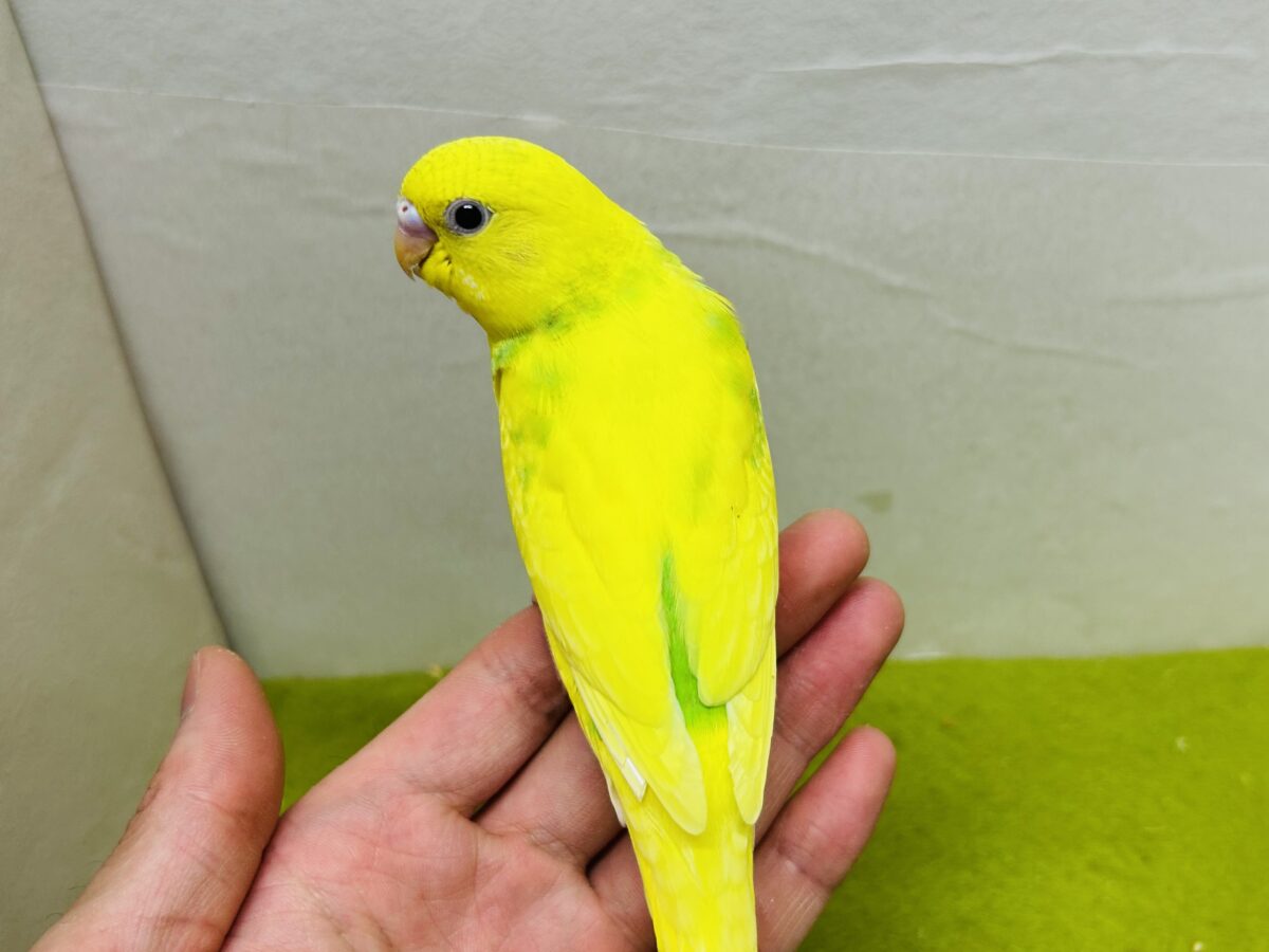 スパングルパイドカラーのセキセイちゃんがやってきましたー(*’▽’)💚💚💚 セキセイインコ セキセイインコ