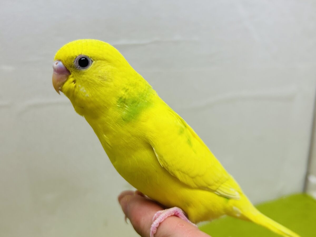 スパングルパイドカラーのセキセイちゃんがやってきましたー(*’▽’)💚💚💚 セキセイインコ セキセイインコ