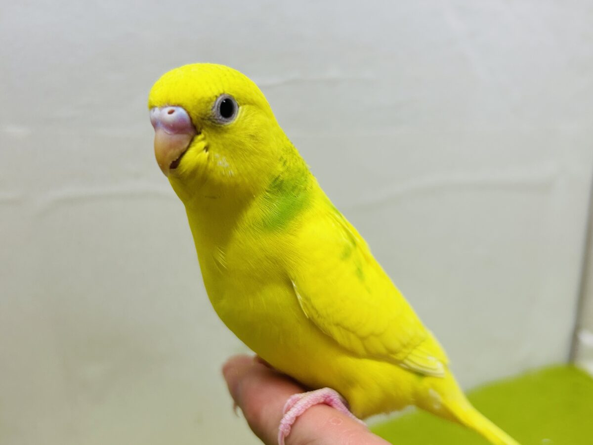 スパングルパイドカラーのセキセイちゃんがやってきましたー(*’▽’)💚💚💚 セキセイインコ セキセイインコ