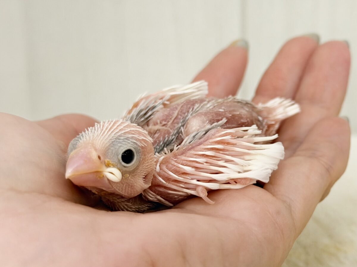 白文鳥